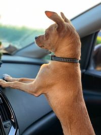 Close-up of dog looking through car