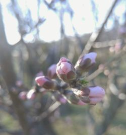 Close-up of pink flowers