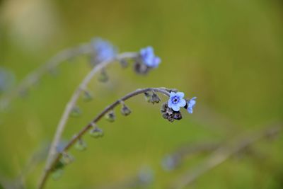 Close-up of purple flower