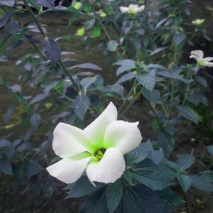 Close-up of white flowering plant