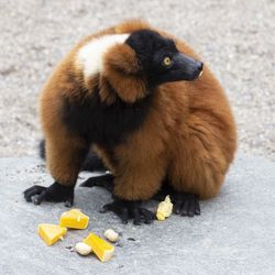 Close-up of cat eating food