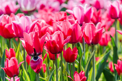 Close-up of pink tulips in field