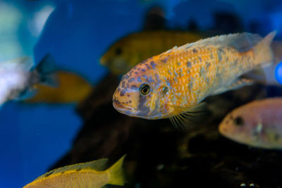 Close-up of fish swimming in aquarium