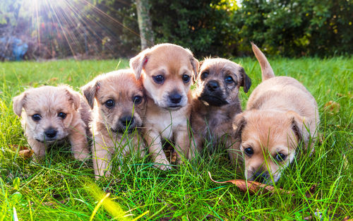 Five brown puppies playing in the grass