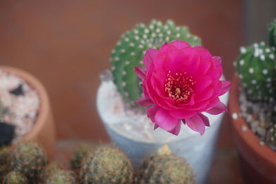 Close-up of pink cactus flower pot