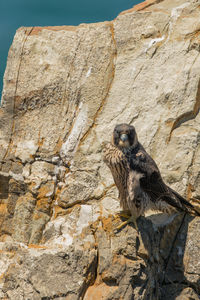 Low angle view of bird on rock