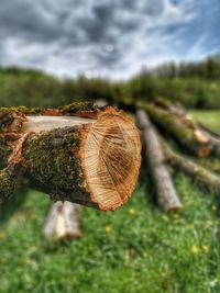 Close-up of log on field