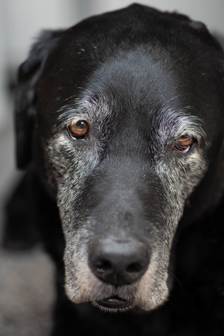 PORTRAIT OF DOG