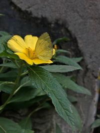 Close-up of yellow flower