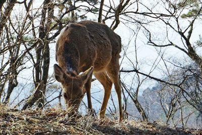 Deer in forest