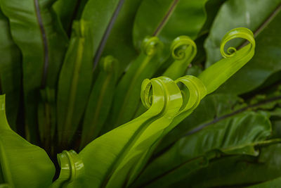 Close-up of green leaf