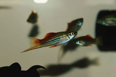 Close-up of fish swimming in sea