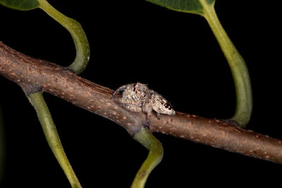 Close-up of lizard on leaf against black background