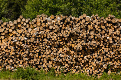 Stack of firewood in field