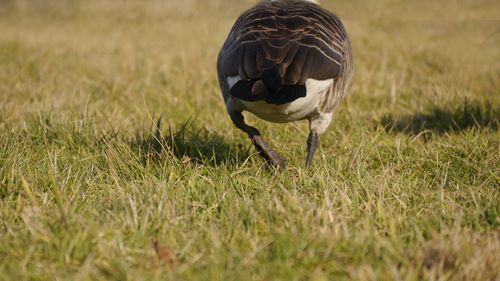 Rear view of bird on grassy field