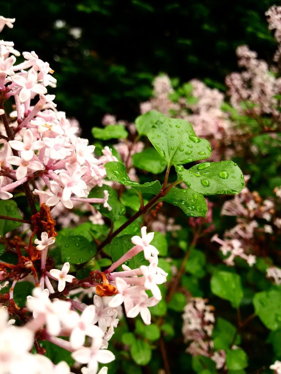 flower, growth, freshness, fragility, leaf, plant, beauty in nature, petal, nature, close-up, focus on foreground, green color, blooming, white color, flower head, selective focus, stem, in bloom, bud, botany