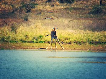 Giraffe at lakeshore