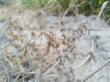 Close-up of plant on field