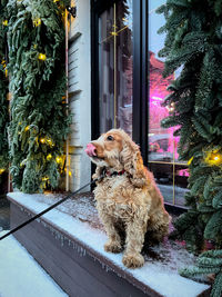 Portrait of dog by window