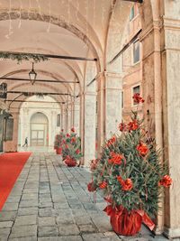 Potted plants on footpath by building