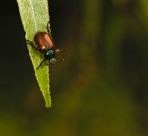 Close-up of insect on leaf