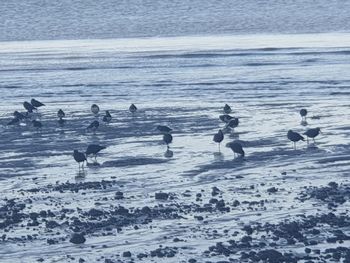 Flock of birds on beach