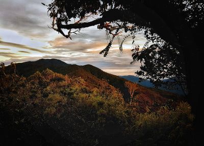 Silhouette trees on landscape against sky during sunset