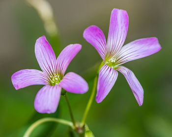 Close-up of purple flowering plant