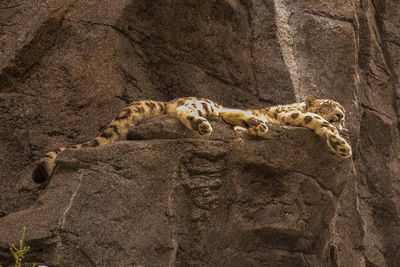 View of lizard on rock