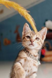 Close-up portrait of a cat