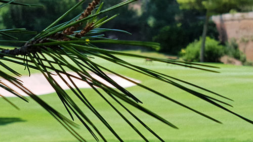 Close-up of pine tree
