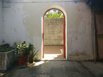 Potted plants on footpath against building