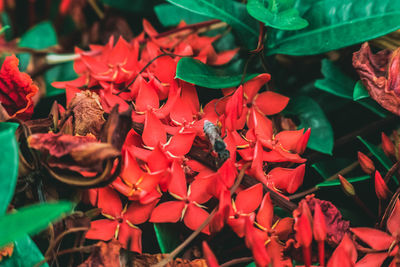 Detail shot of flowers against blurred background