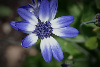 Close-up of purple flowers blooming