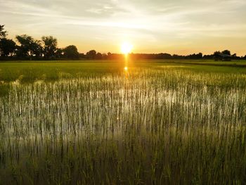 Scenic view of field against sky during sunset