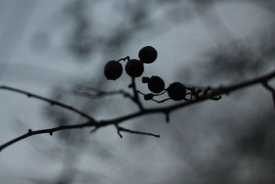 Close-up of berries growing on branch against sky