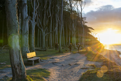 Scenic view of trees against sky during sunset