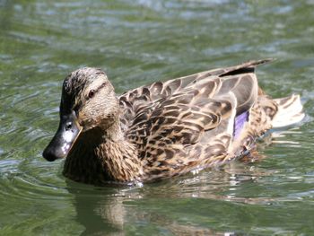 Side view of duck swimming in lake