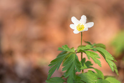 Close-up of flowering plant