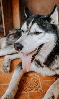 Close-up of dog looking away