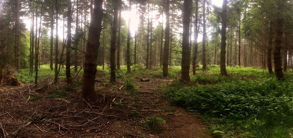 Trees in forest