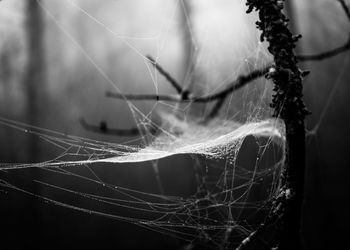 Close-up of spider on web