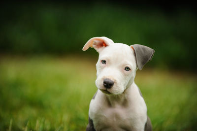Close-up portrait of dog sitting on grass