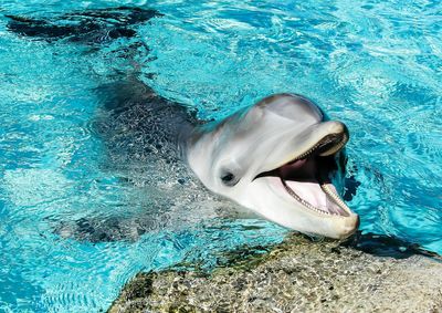 Bottle-nosed dolphin swimming in sea