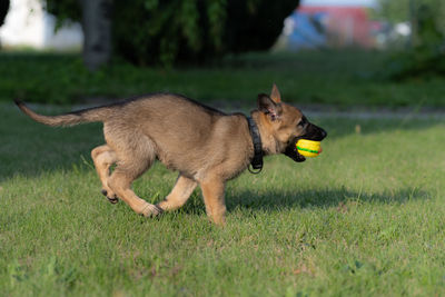 Dog running on grassy field
