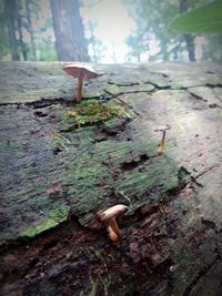 Close-up of tree trunk in forest