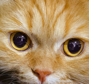 Close-up portrait of a cat