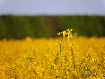 Close-up of fresh yellow flowers in field