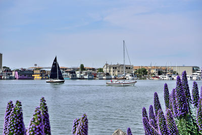 Sailboats moored on harbor against sky