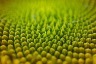 Full frame shot of green plant